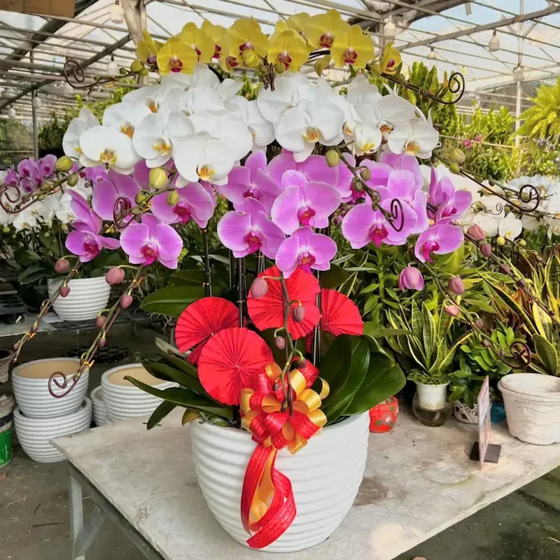 Ảnh bìa của sản phẩm: Cây Lan Hồ Điệp