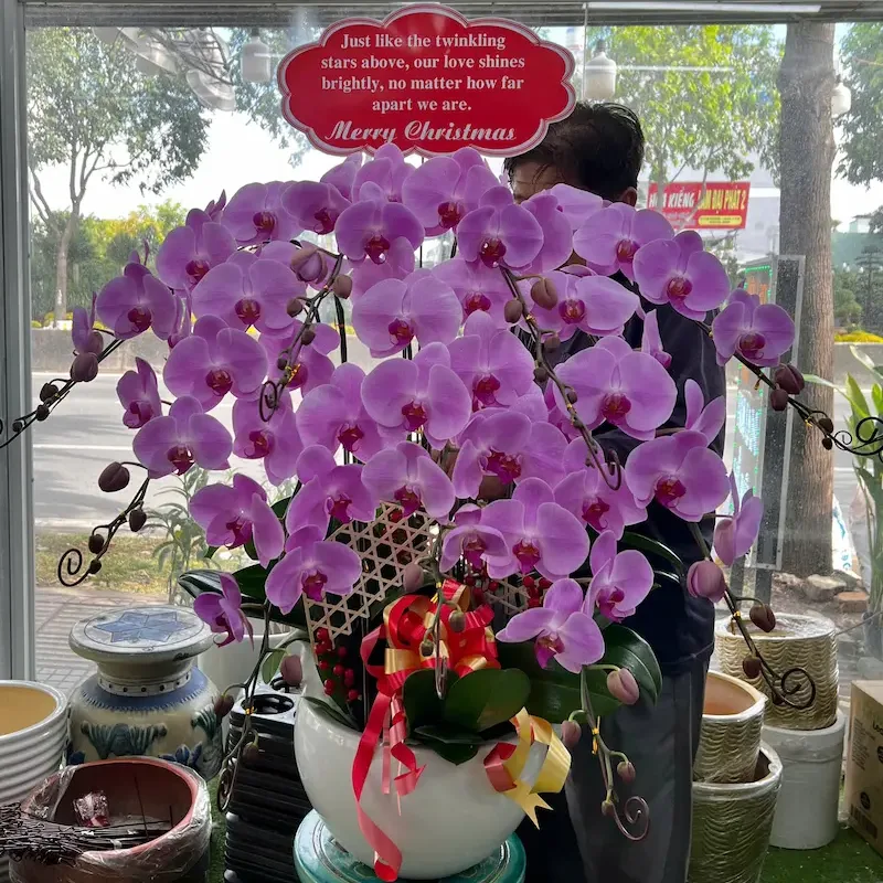 cây lan hồ điệp tặng khai trương