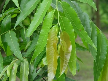Lá cây Hoàng Nam