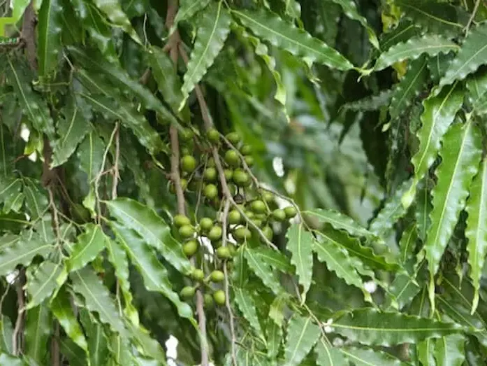 Nhân giống cây Hoàng Nam
