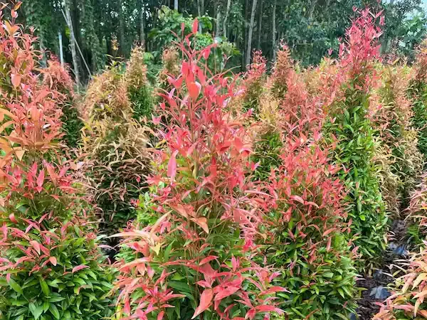 Ảnh bìa của bài viết Cây Hồng Lộc: Hướng Dẫn Trồng, Chăm Sóc & Bảng Giá Mới Nhất 2025