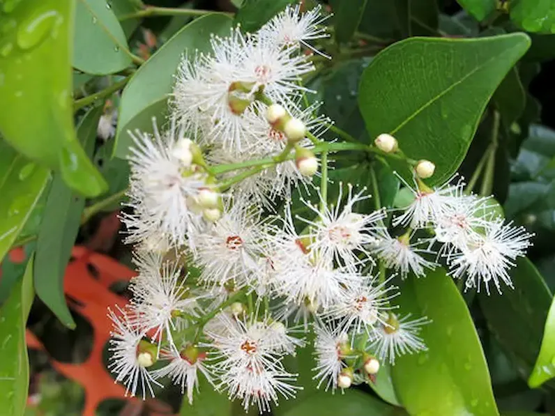 hoa của cây hồng lộc