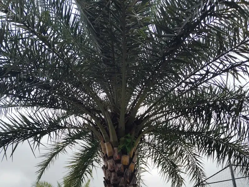 Lá cây Chà Là xanh mướt