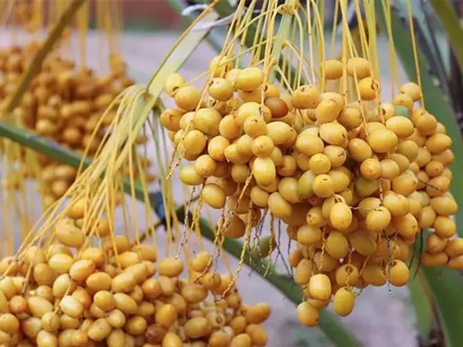 Quả Chà Là chín mọng