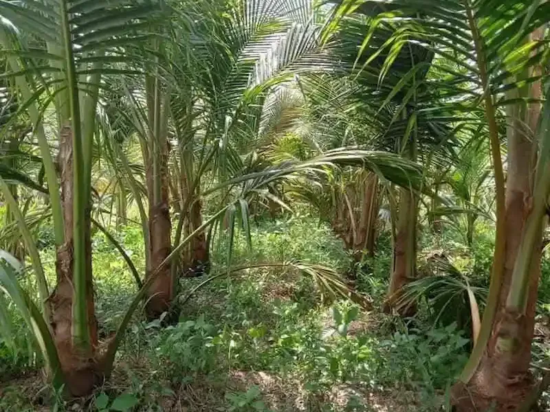 Cây Dừa