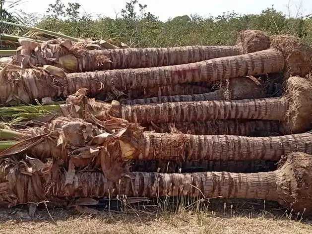 Cây Dừa trong cảnh quan