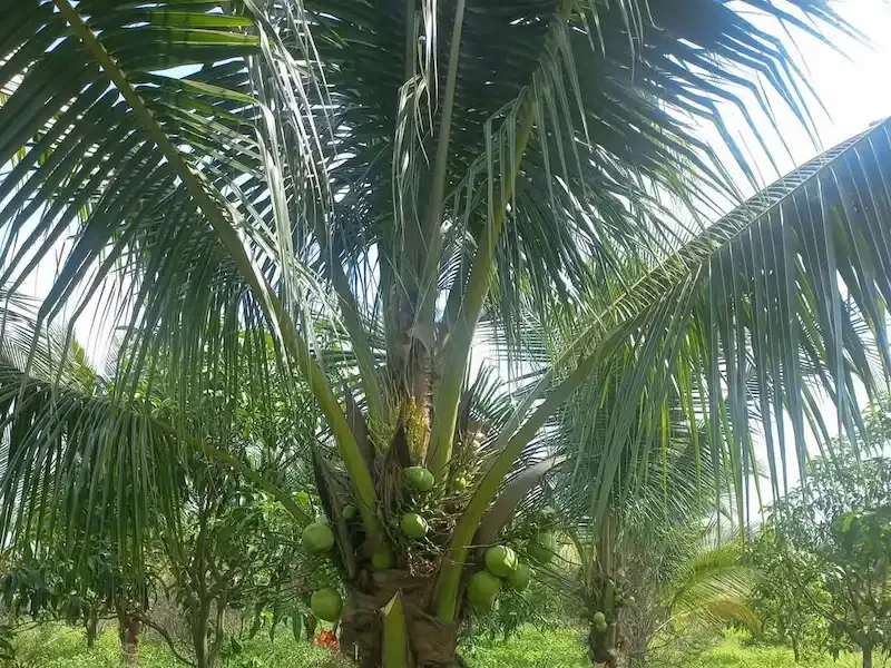Lá cây Dừa