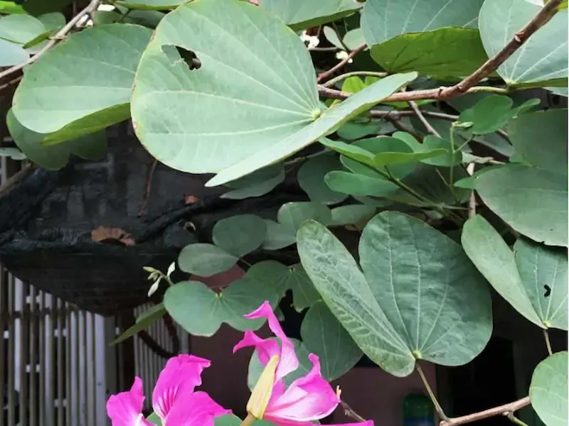 Lá cây Móng Bò