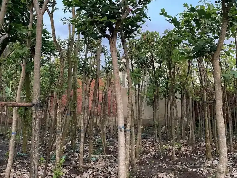 Nhân giống cây Móng Bò