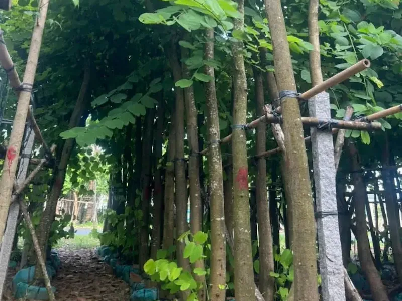Cây Móng Bò