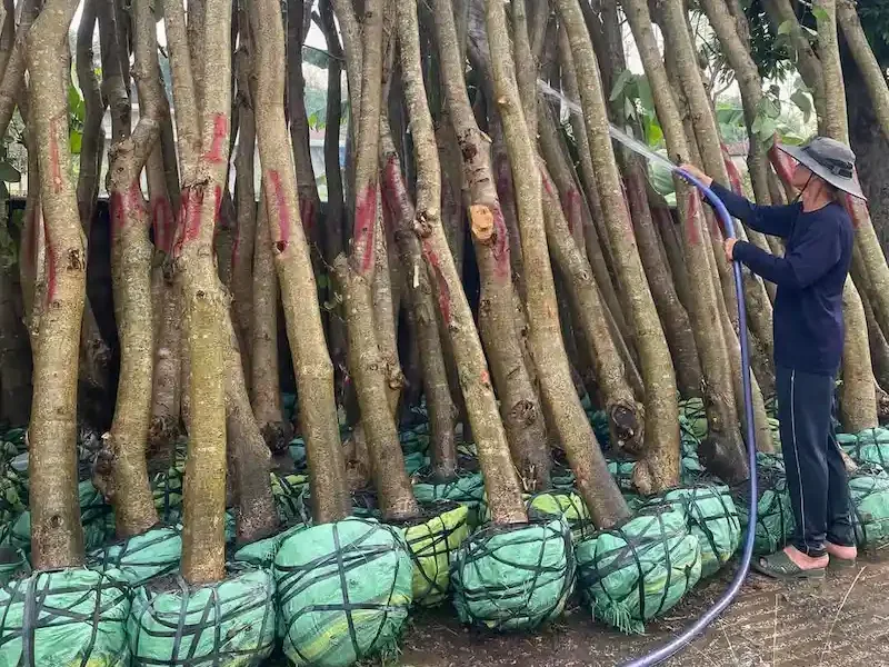 Cây Móng Bò trong cảnh quan