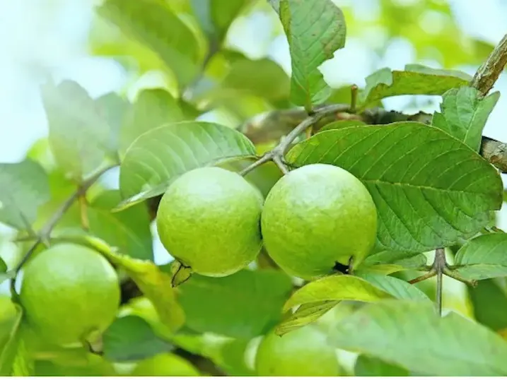 Cây Ổi