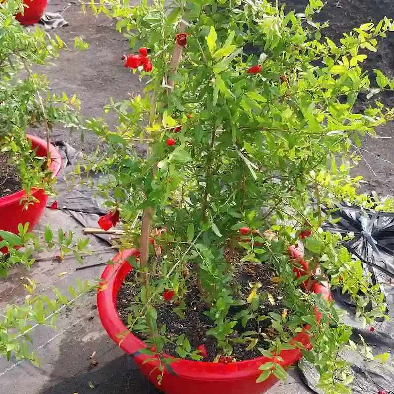 Ảnh bìa của sản phẩm: Cây Lựu Ấn Độ