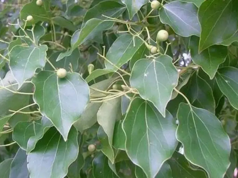 Cây Long Não với tán tròn đều