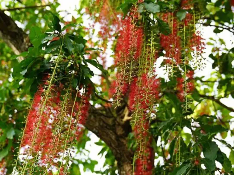 Hoa cây Lộc Vừng
