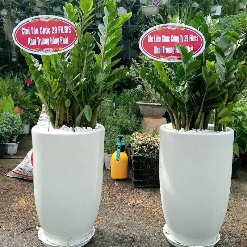 Ảnh bìa của sản phẩm: Cây kim tiền