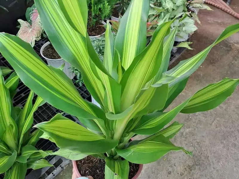 Lá cây Phát Tài với sọc vàng đẹp mắt