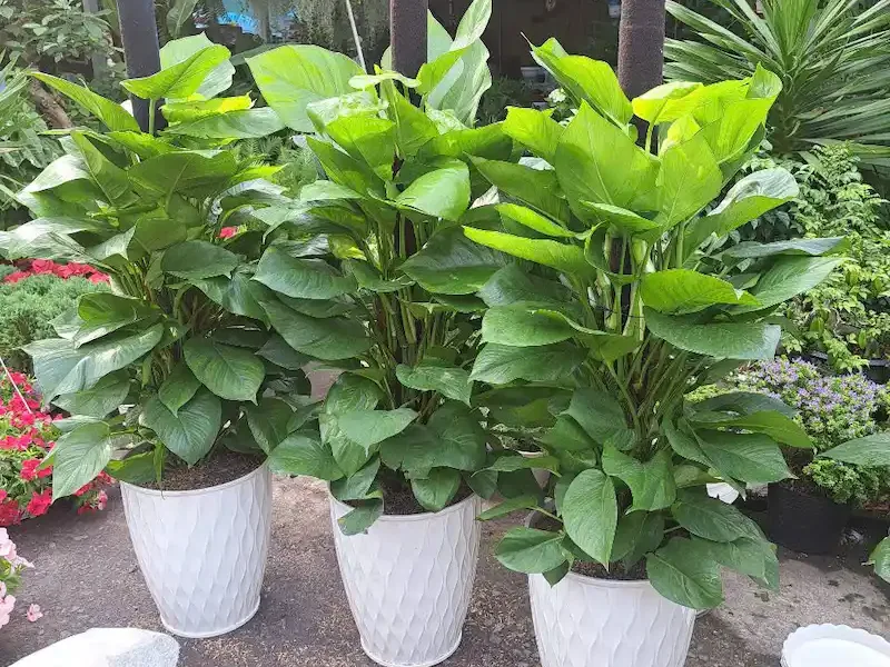Trầu bà leo cột