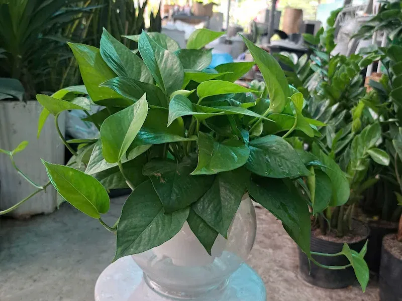 cây cảnh nội thất trang trí decor