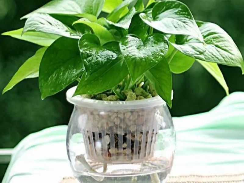 trầu bà xanh trồng trong nước
