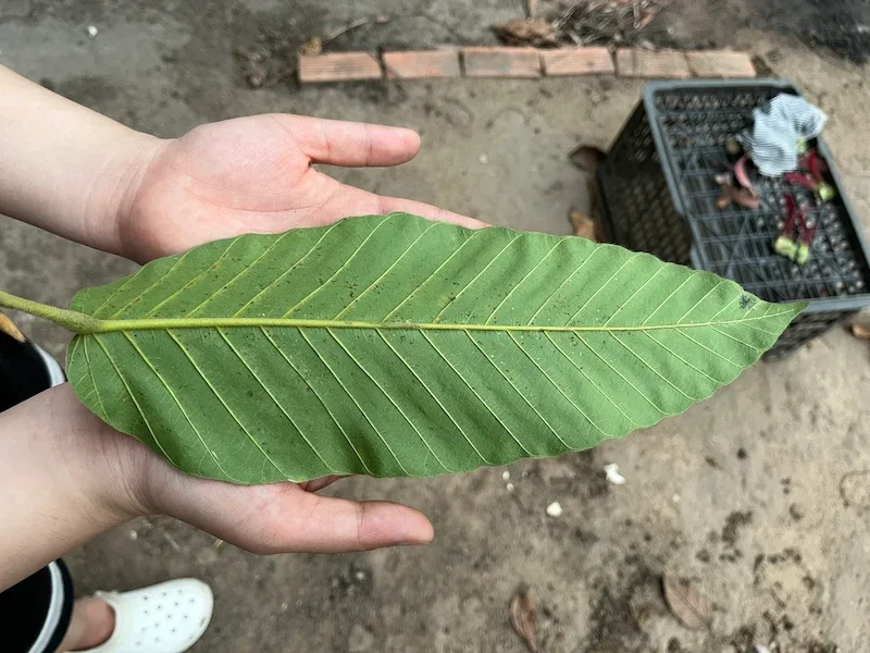 lá cây dầu rái