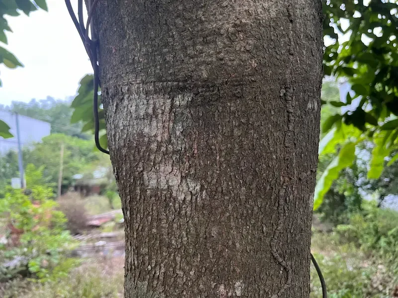 Thân cây dầu rái