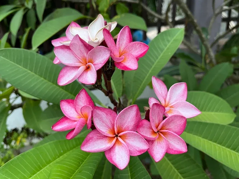 hoa sứ đại màu hồng