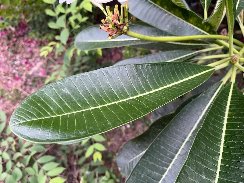 Lá cây sứ đại trắng