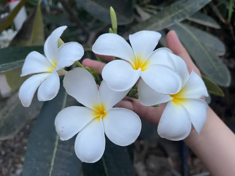 lá cây sứ đại màu hồng