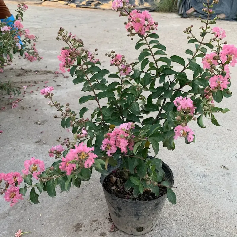 Ảnh bìa của sản phẩm: Cây tường vi