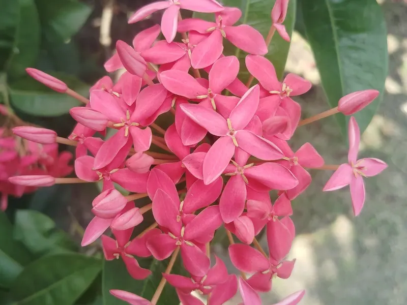 Cây Trang Thái hoa hồng sân vườn