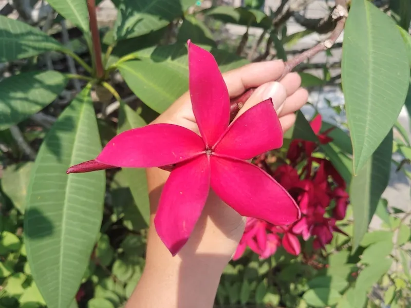 hoa sứ đại màu đỏ là như thế nào