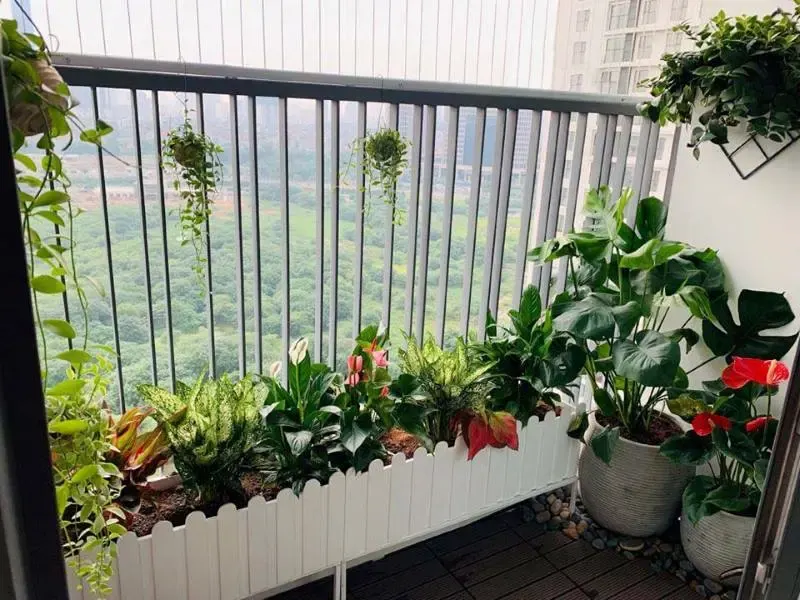 cây trồng chung cư đẹp nhất