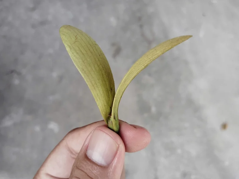 trái cây sao đen ra sao