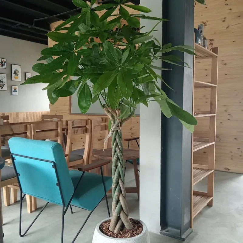 chậu cây kim ngân món quà ý nghĩa cho người thân