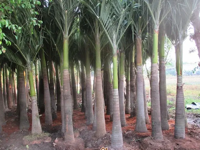 Ảnh sản phẩm Cây Cau Trắng