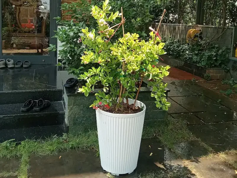 Ảnh bìa của bài viết