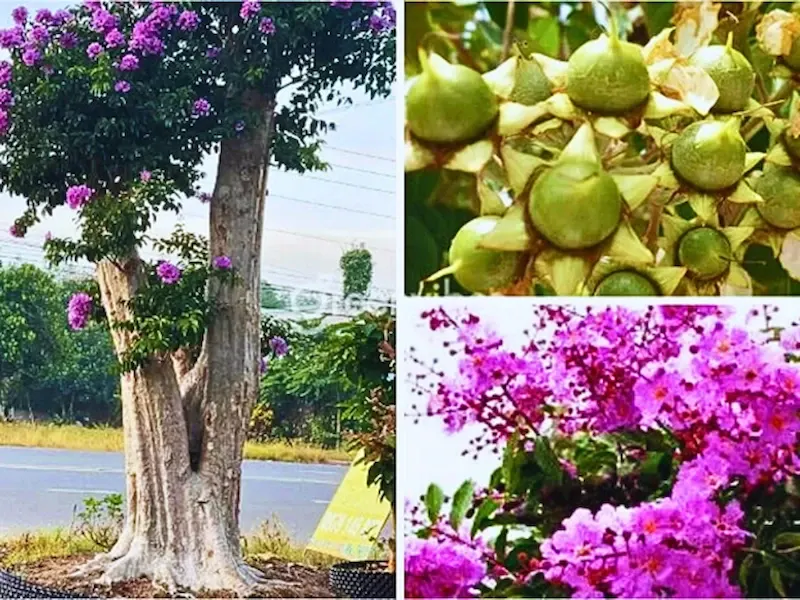 Hình ảnh cây Bằng Lăng