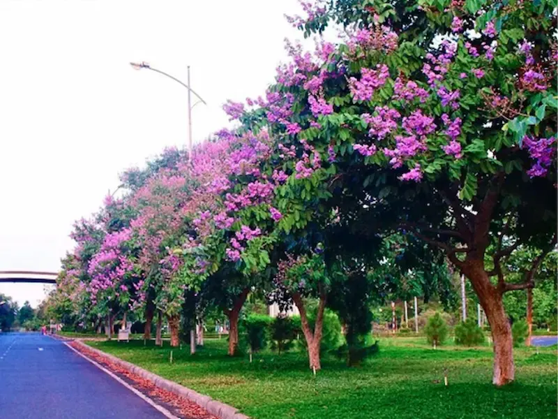 Ảnh bìa của bài viết Cây Bằng Lăng: Đặc Điểm, Công Dụng, Cách Trồng và Chăm Sóc Toàn Diện