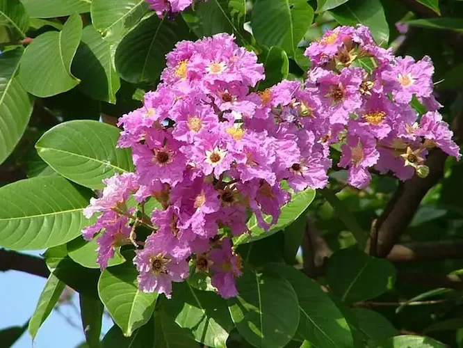 lá cây bằng lăng