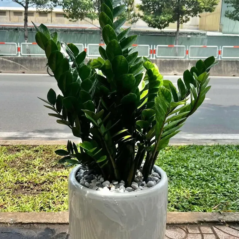 giá cây kim tiền bao nhiêu