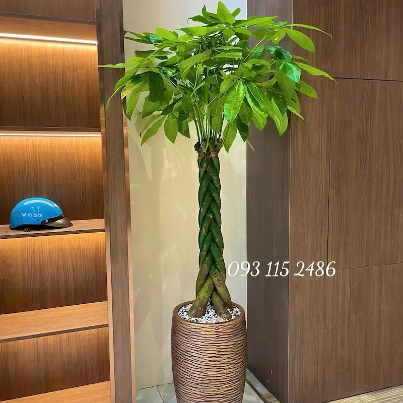 Cây văn phòng làm đẹp không gian