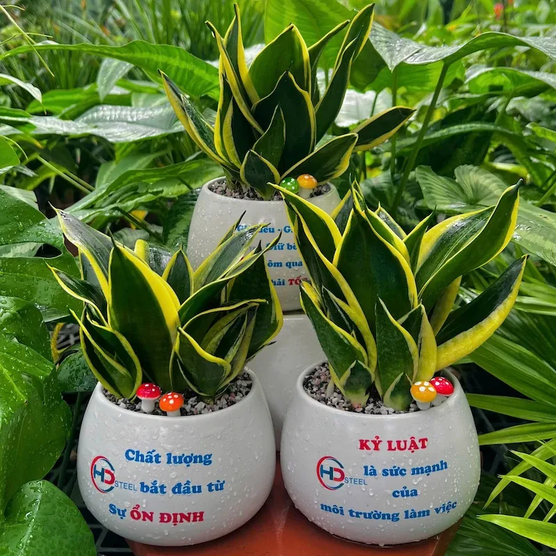 Ảnh bìa của sản phẩm: Cây Lưỡi Hổ Để Bàn