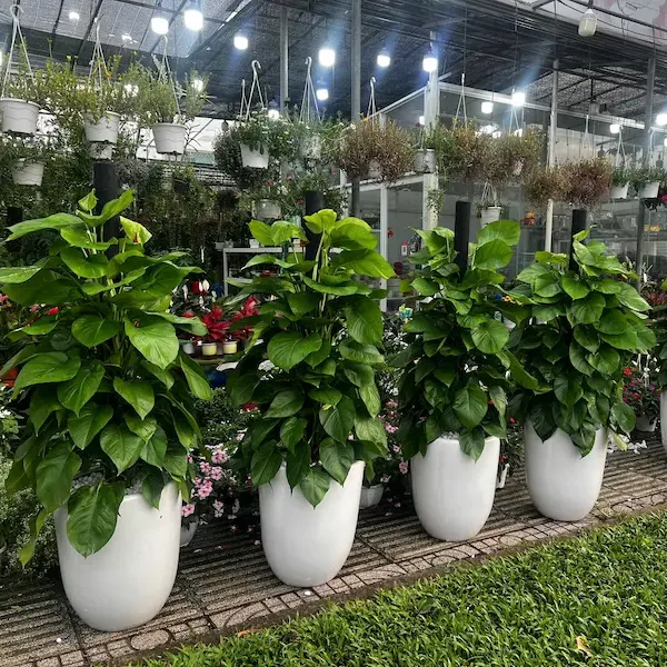 Ảnh sản phẩm Cây trầu bà leo cột