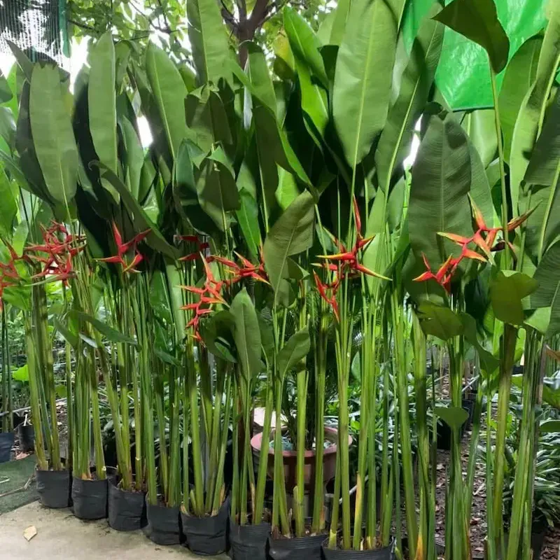Ảnh bìa của sản phẩm: Cây chuối cá