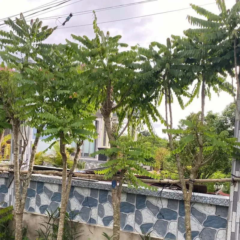 Cây chùm ruột là cây gi