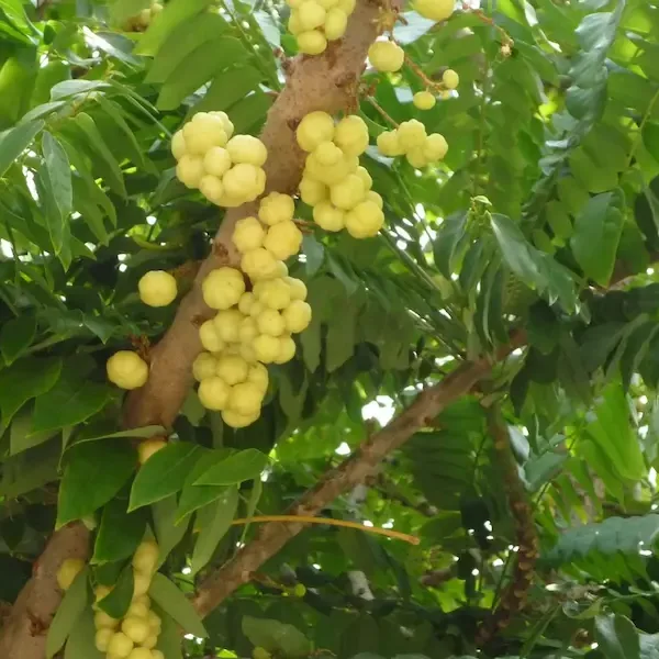 Cách chọn giống cây chùm ruột