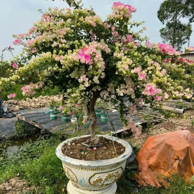Ảnh bìa của sản phẩm: Cây Bông Giấy