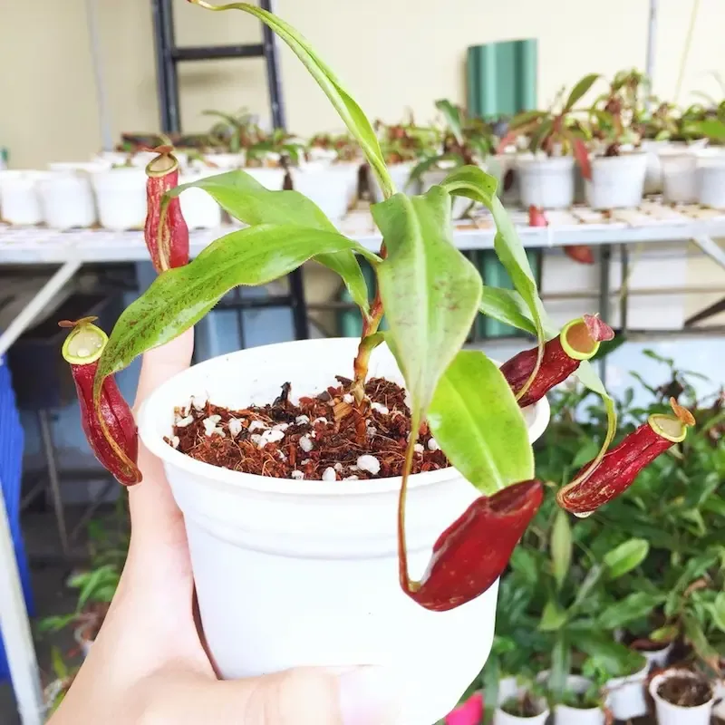 Ảnh bìa của sản phẩm: Cây nắp ấm