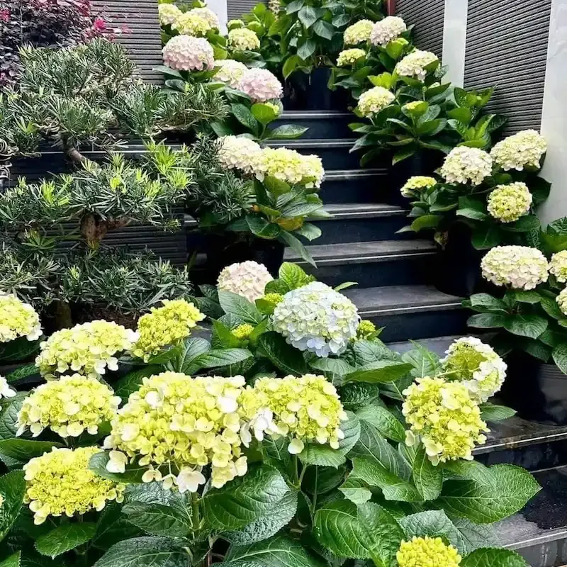 hoa cẩm tú cầu